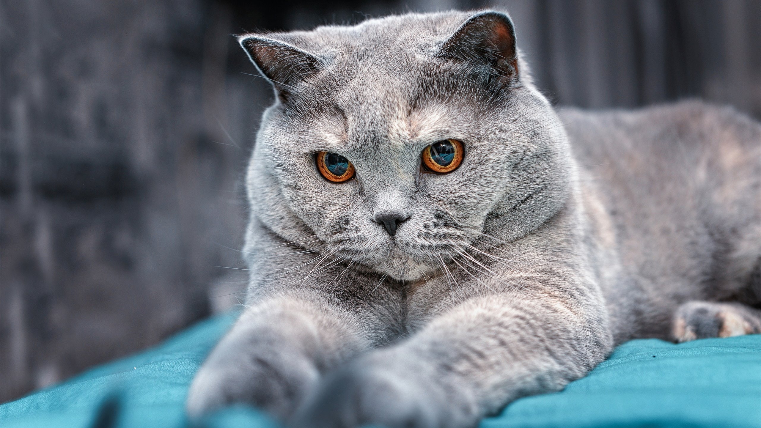 独一性双城记，布雷默的童话与乌克兰的现实