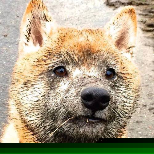 绿茵场上的不可能日，马丁内利的数据统治与伊拉克的史诗翻盘