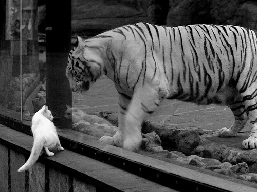 尼罗河封印雷鬼旋律,当埃及用金字塔的耐心,在绿茵场压制了短跑王国的闪电