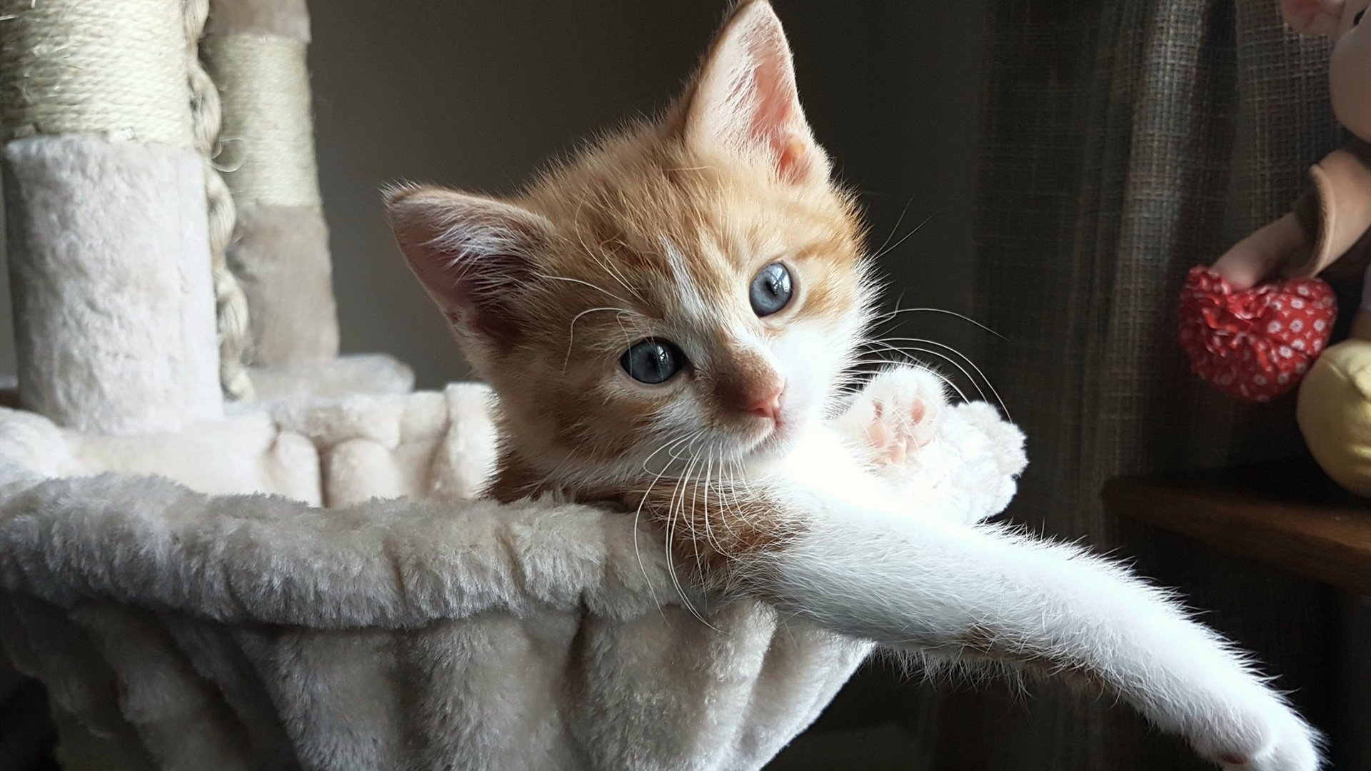 跨界王者,德罗赞的双重胜利—从篮球压哨到F1街道统治