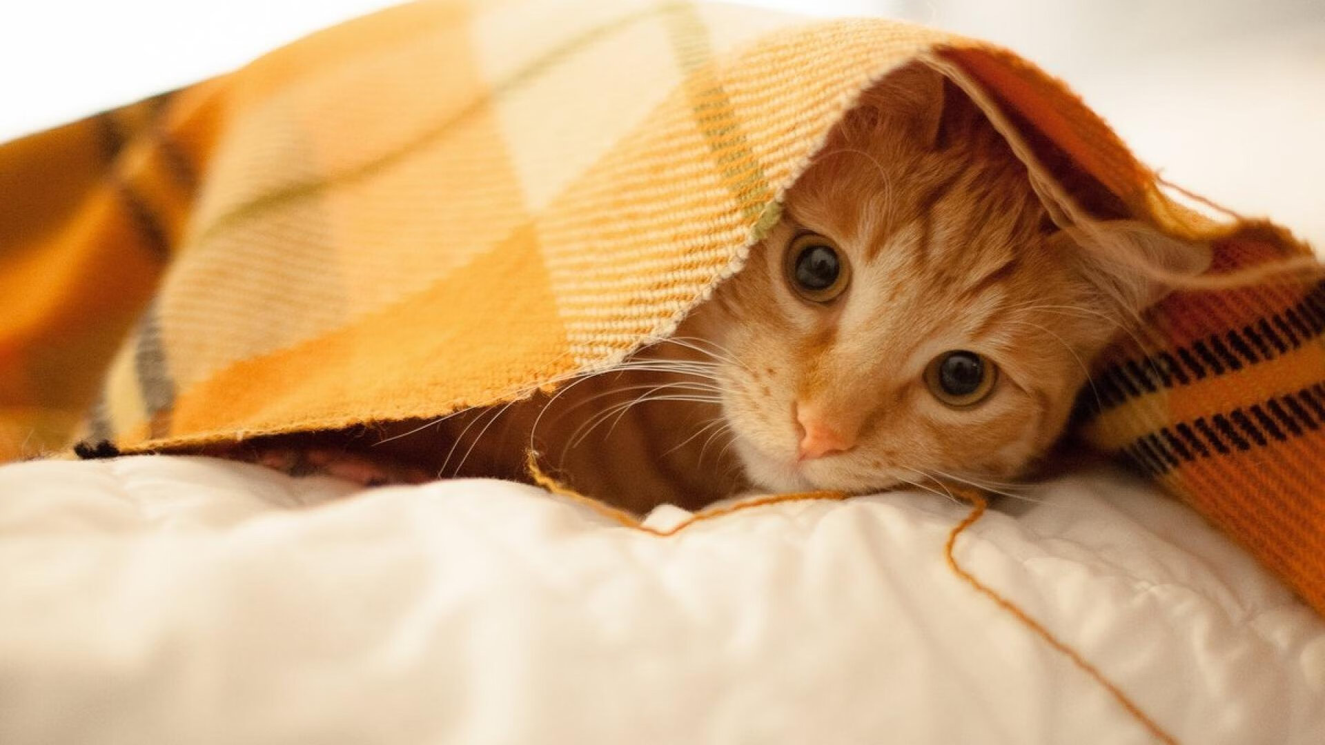 当欧冠战术板挂上篮球馆，掘金用足球智慧速胜浙江的秘密