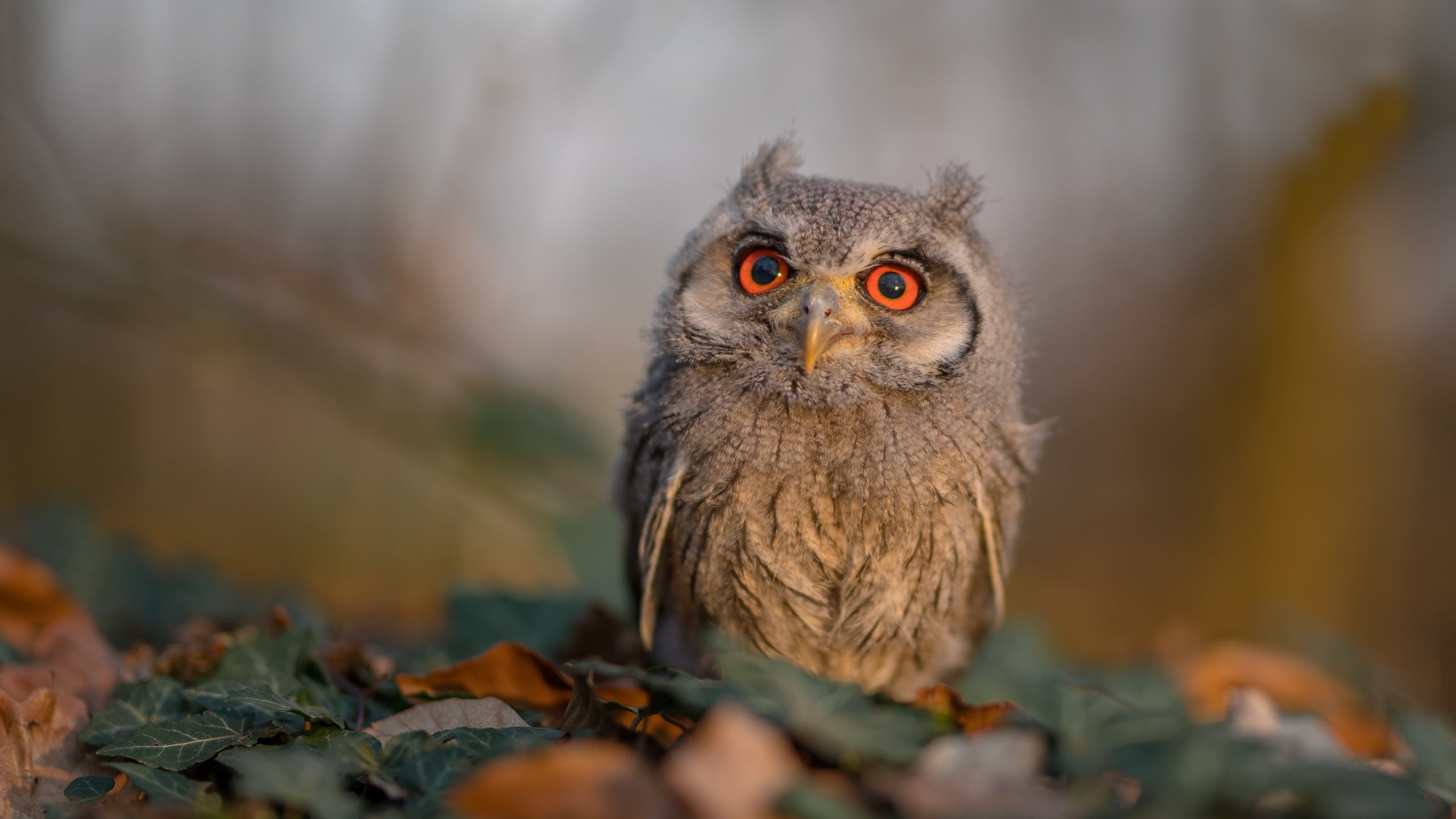 暗涌节奏破晓一击，阿拉巴的奥运周期交响夜