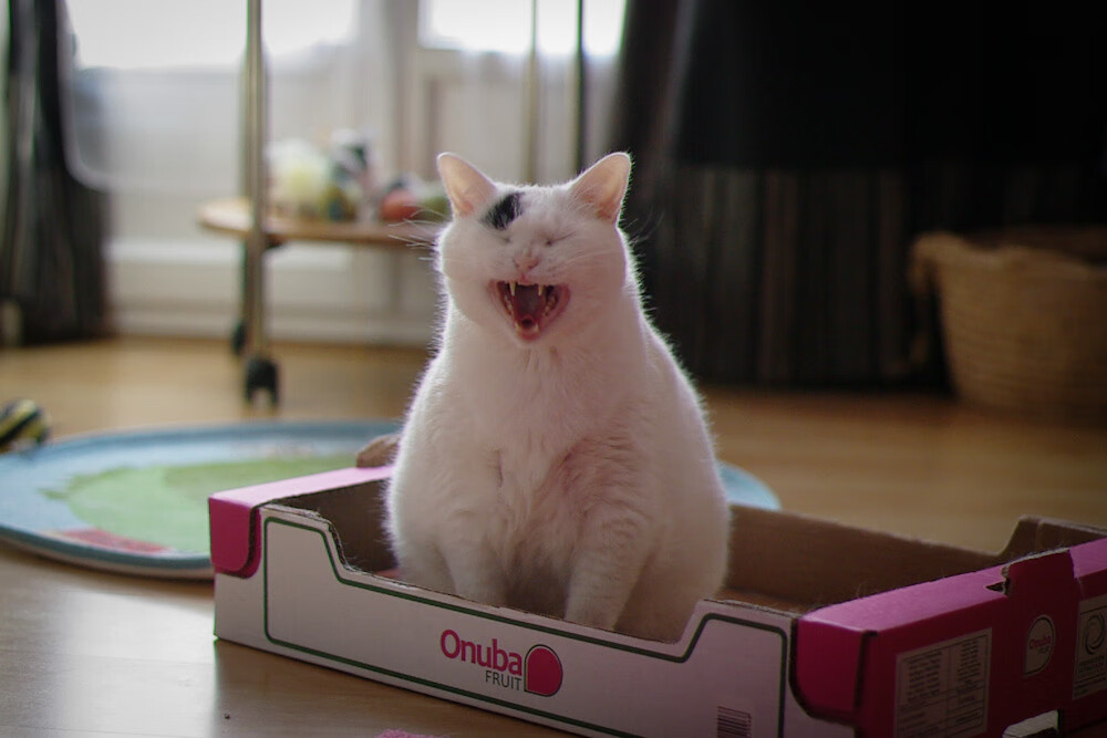 团队铁血与个人神话，安哥拉的逆袭与哈兰德的霸权，体育世界的一体两面