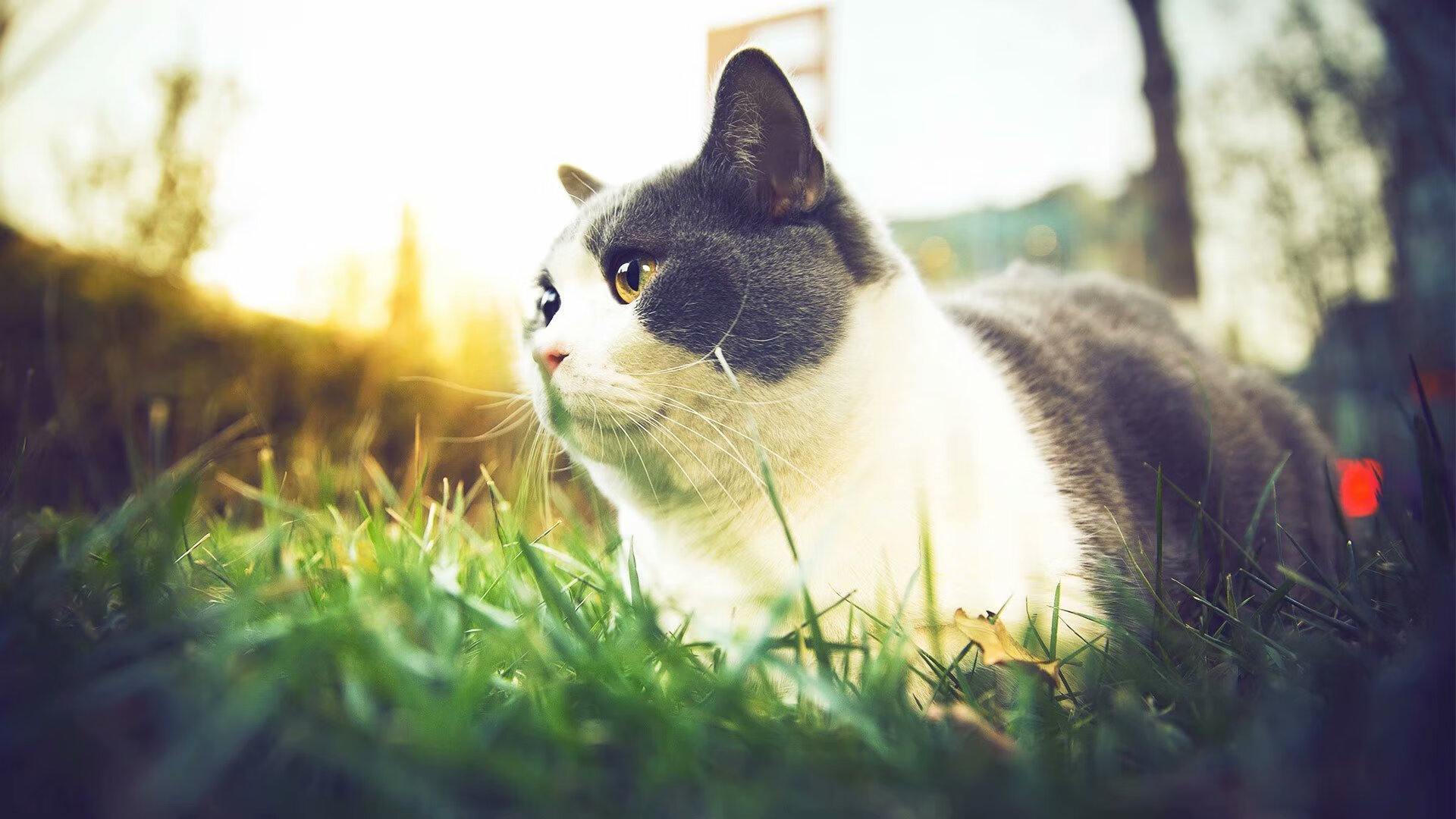 门神暴走，拉亚三扑改写历史，AC米兰季前赛意外淘汰哥斯达黎加国家队