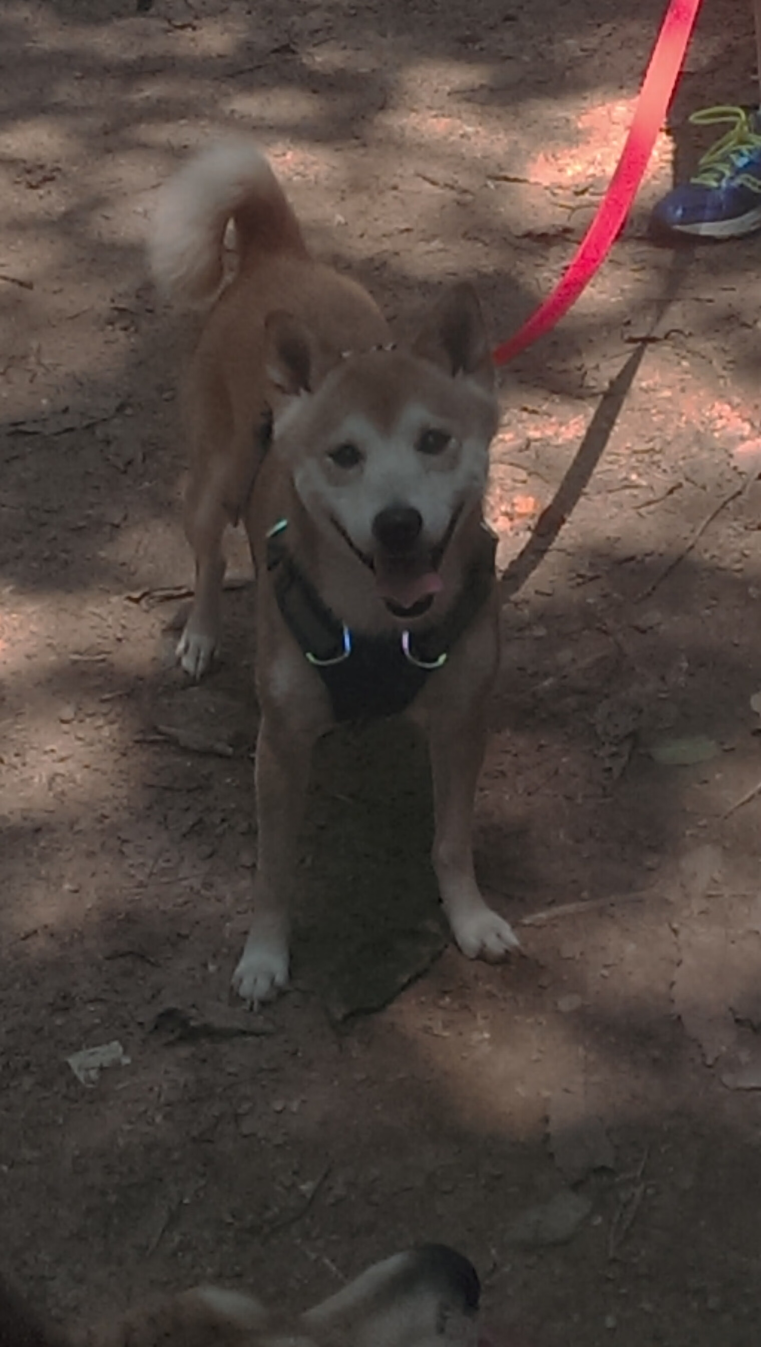 勇者破盾，深圳加时鏖战力克广厦，CBA季后赛争夺进入白热化