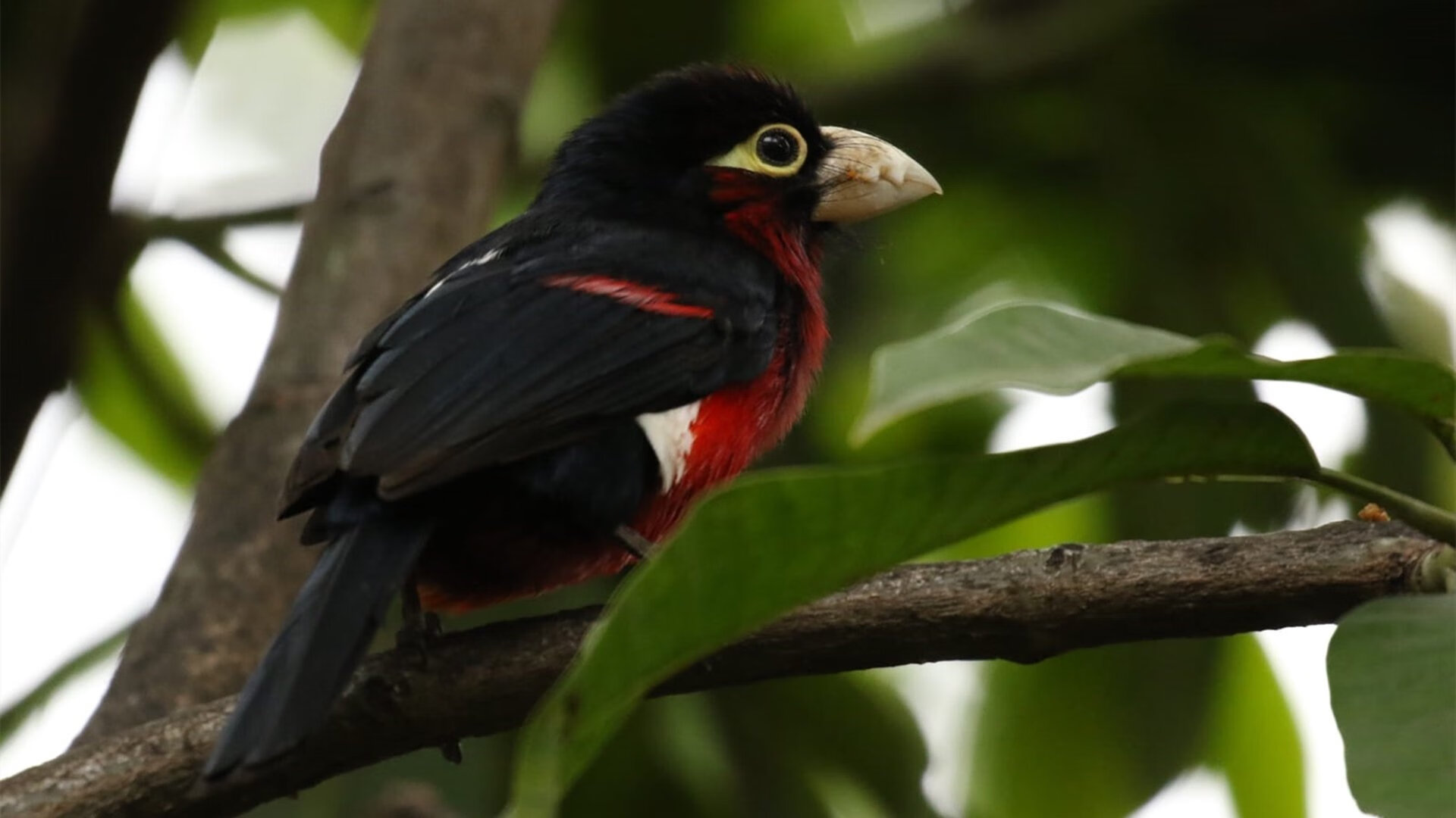 航标灯米切尔，猛龙主场力压黄蜂