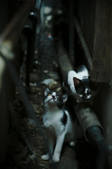 沉默乐章，当热火心脏操控活塞之时，伦纳德在寂静中终结全场