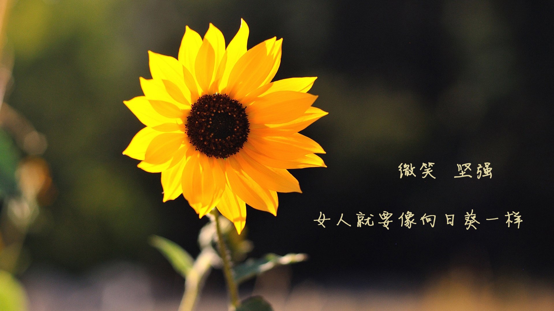 商业与文化交融的赛场上,莫兰特给上海队员上了一堂生动的篮球经济学