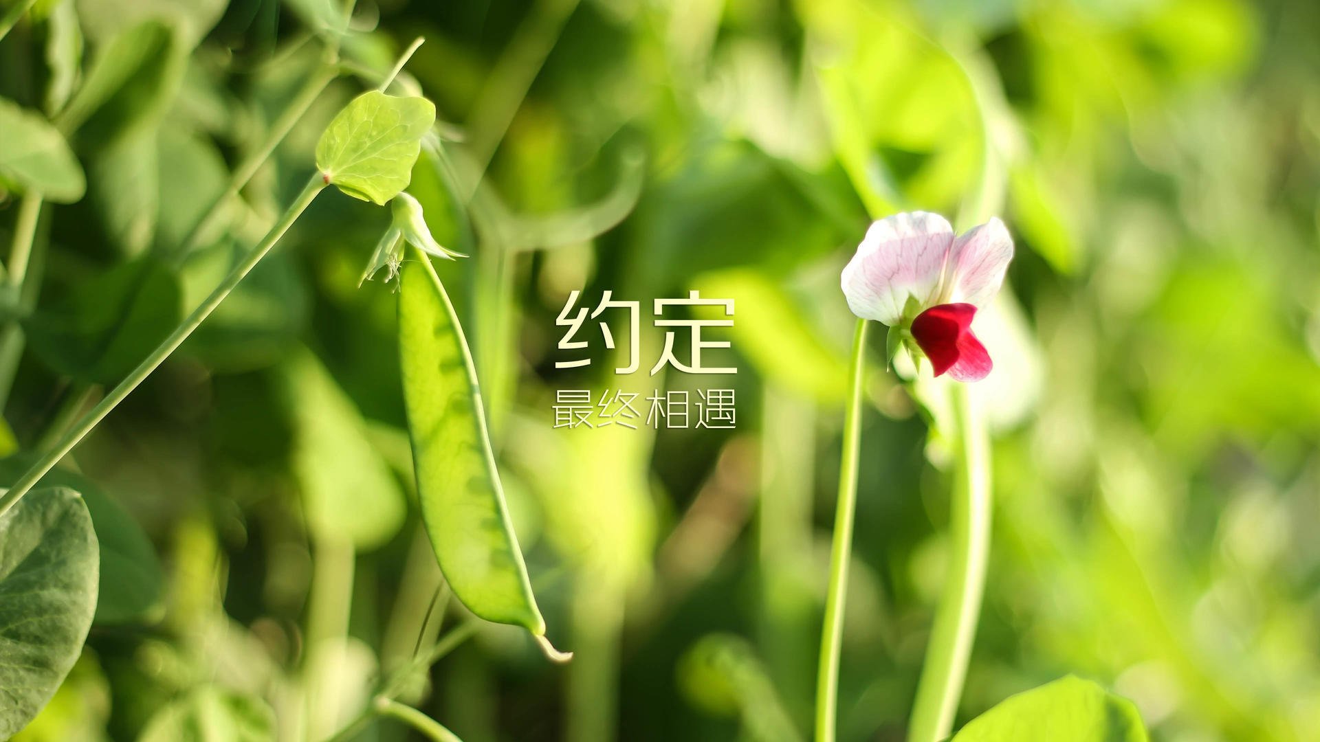 黑鹰振翅!武切维奇引爆国际战争,老鹰攻陷奇才主场
