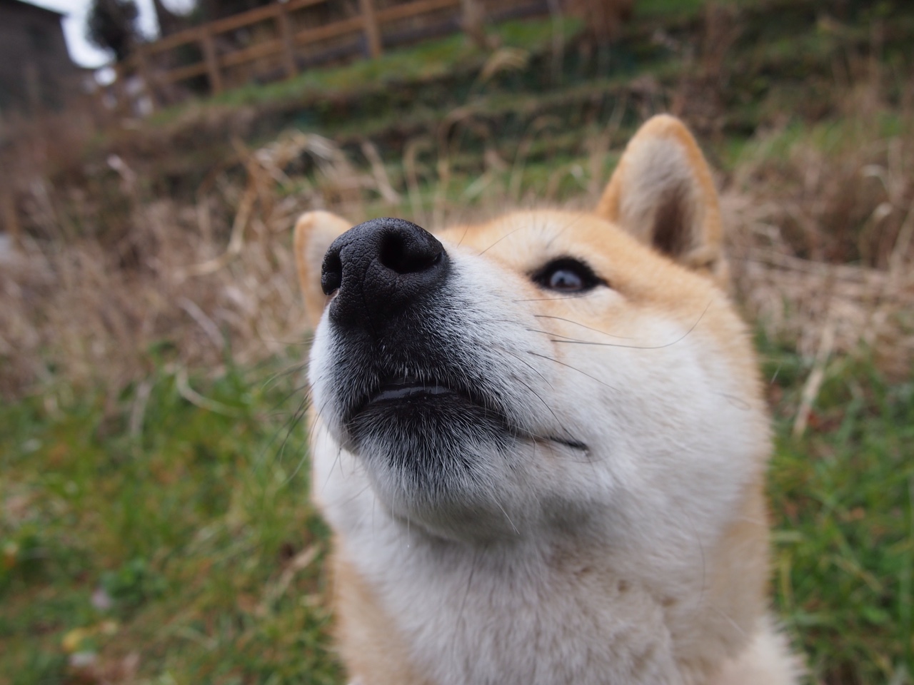 (扩展思维)